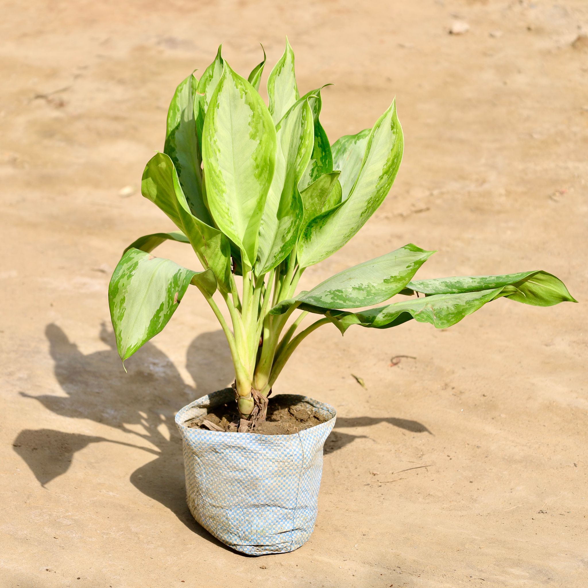 Aglaonema Dove in 7 Inch Nursery Bag
