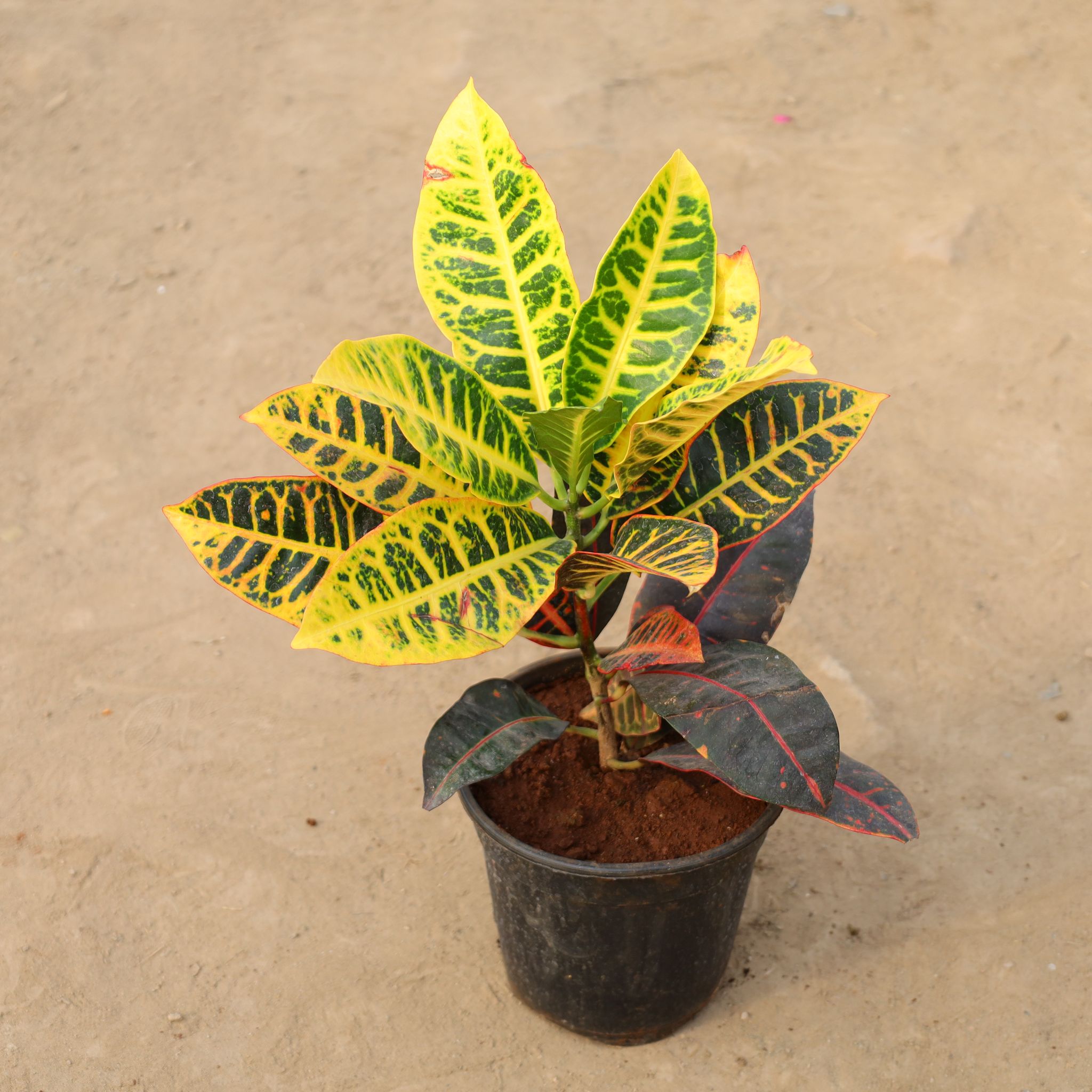 Croton Petra in 6 Inch Nursery Pot