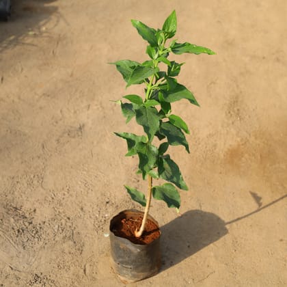 Buy Harsingar / Parijat (Any Colour) in 8 Inch Nursery Bag Online | Urvann.com