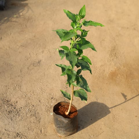 Harsingar / Parijat (Any Colour) in 8 Inch Nursery Bag