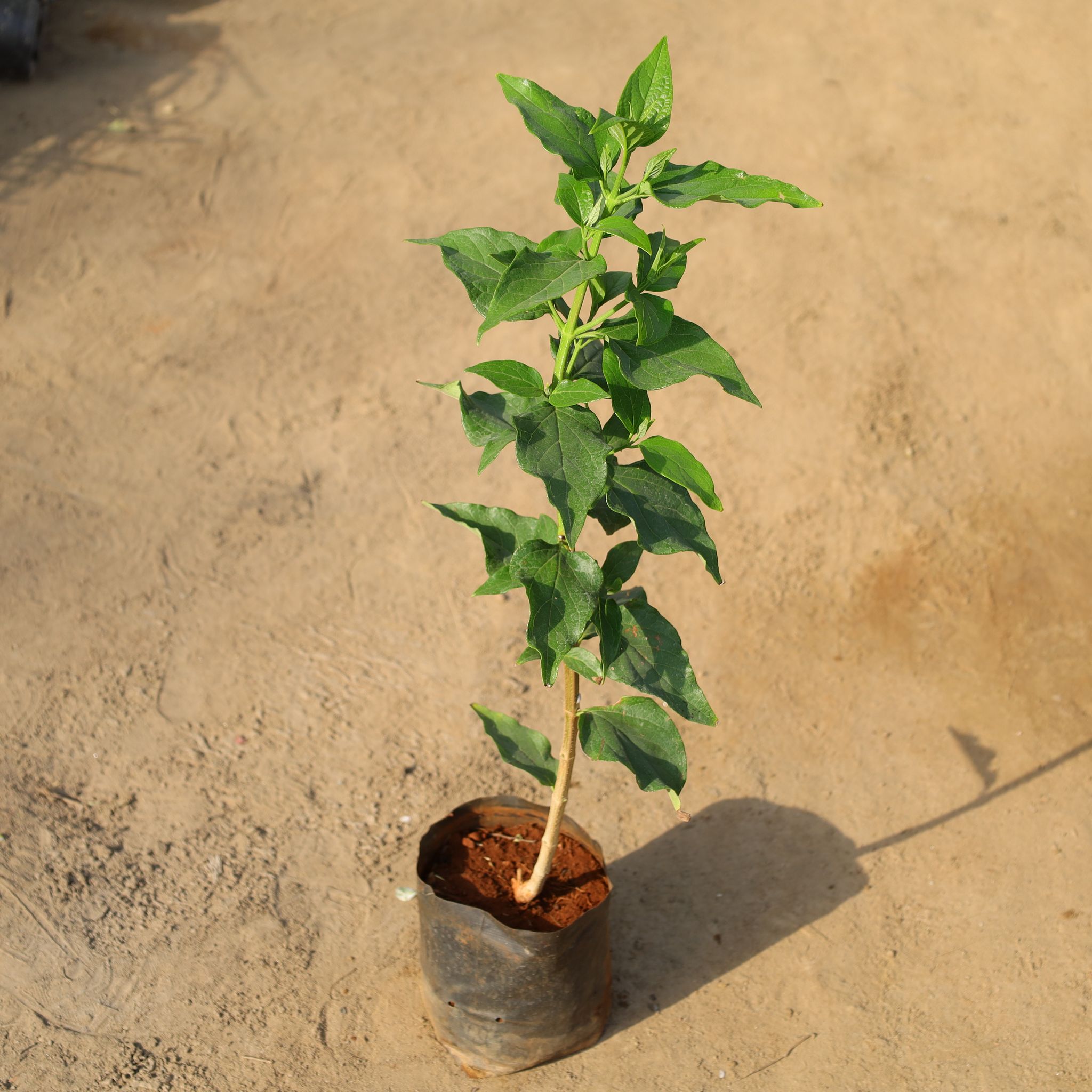 Harsingar / Parijat (Any Colour) in 8 Inch Nursery Bag