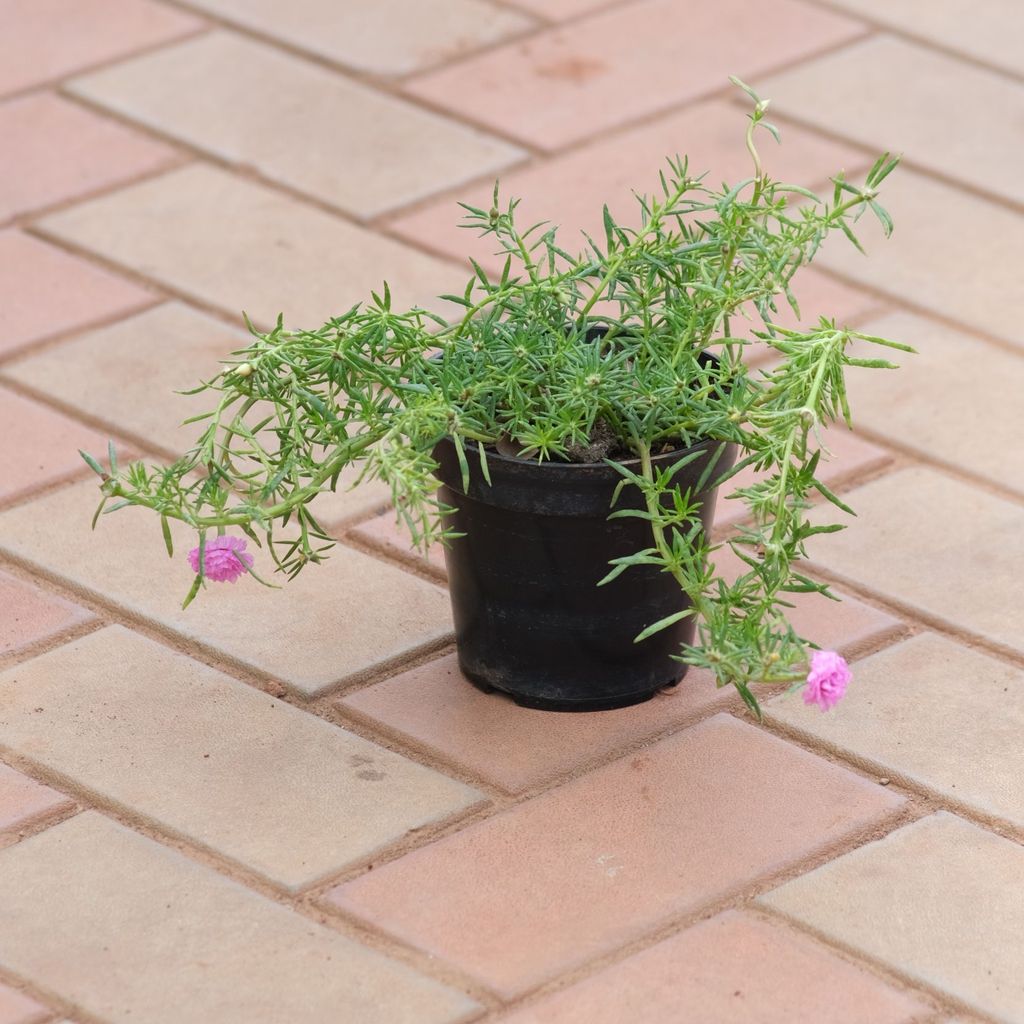 Buy Portulaca Moss Rose Pink in 4 Inch Nursery Pot Online | Urvann.com Portulaca Moss Rose Pink in 4 Inch Nursery Pot
