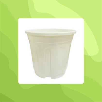 Free Gift - 6 Inch White Super Nursery Pot - Flash Sale