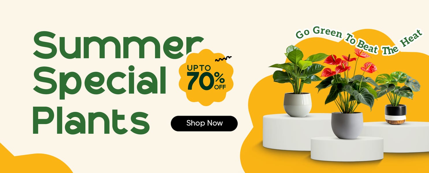 All Plants