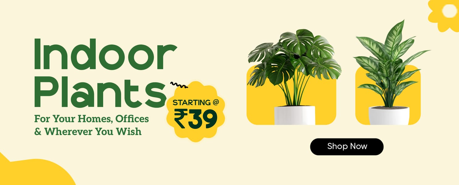 Indoor Plants