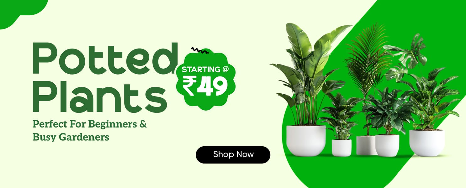 Potted Plants