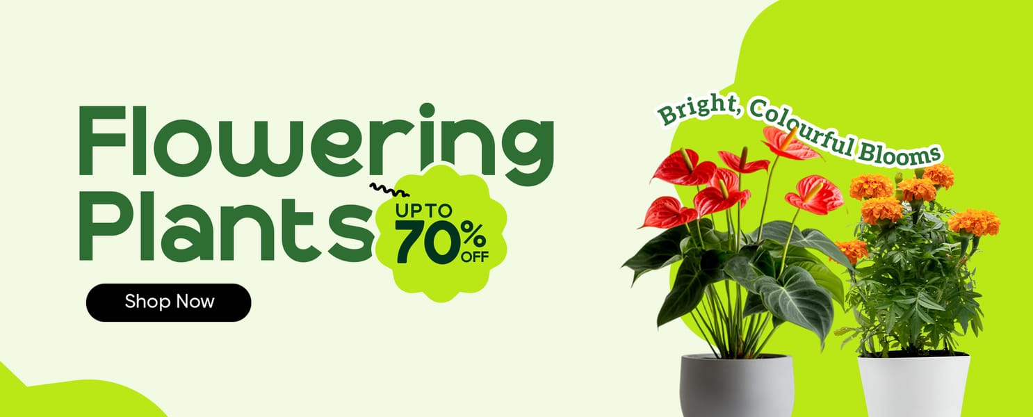 Flowering Plants