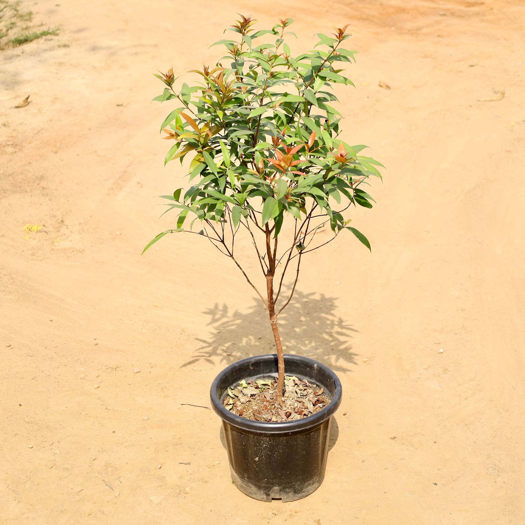 Syzygium / Christina Ficus in 12 Inch Nursery Pot