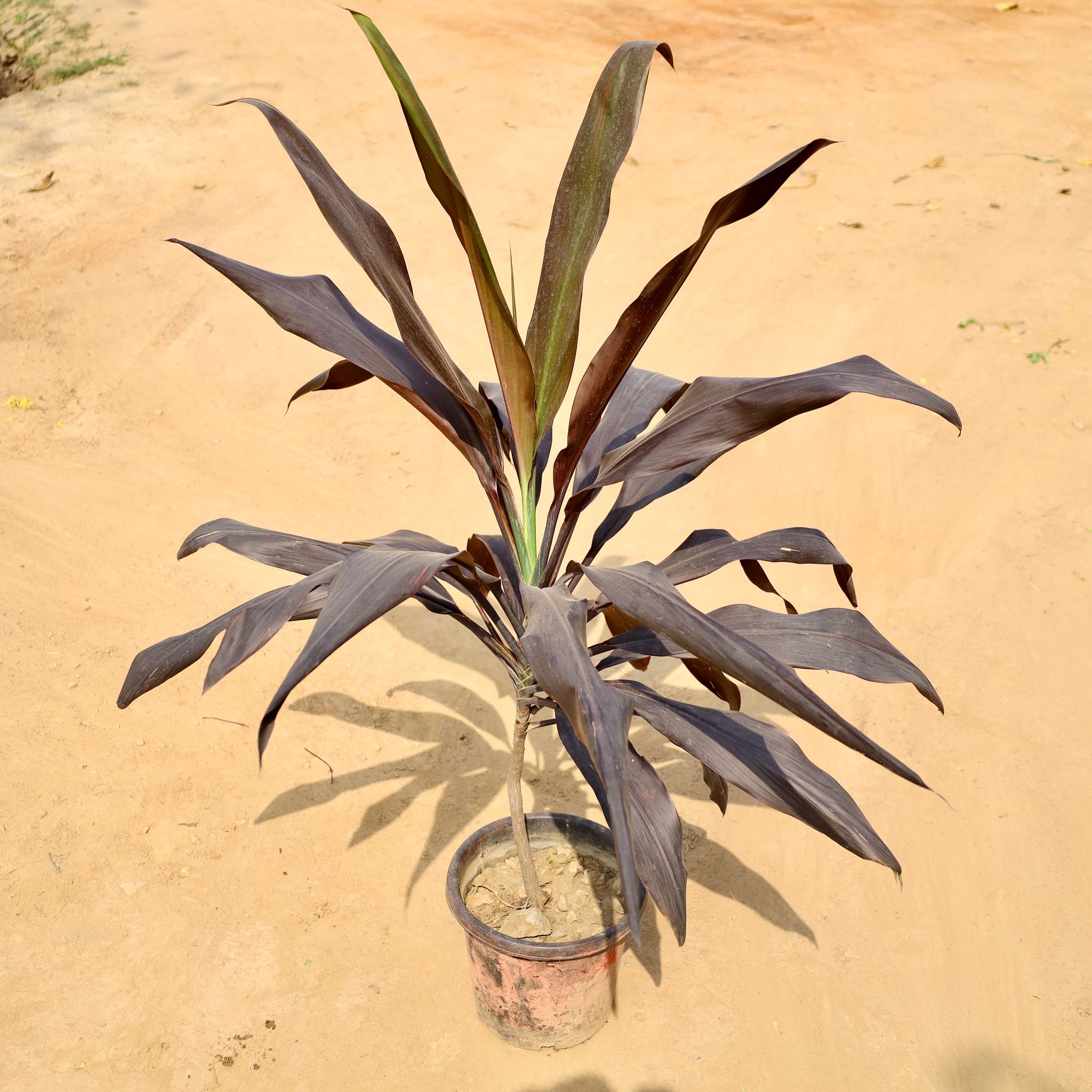 Dracaena Black in 10 Inch Nursery Pot