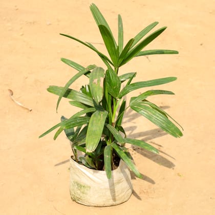 Buy Raphis Palm in 8 Inch Nursery Pot Online | Urvann.com