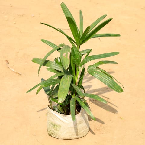 Raphis Palm in 8 Inch Nursery Pot