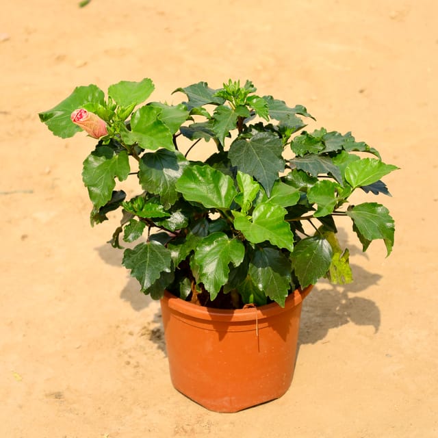 Hibiscus / Gudhal (Any Colour) in 8 Inch Nursery Pot