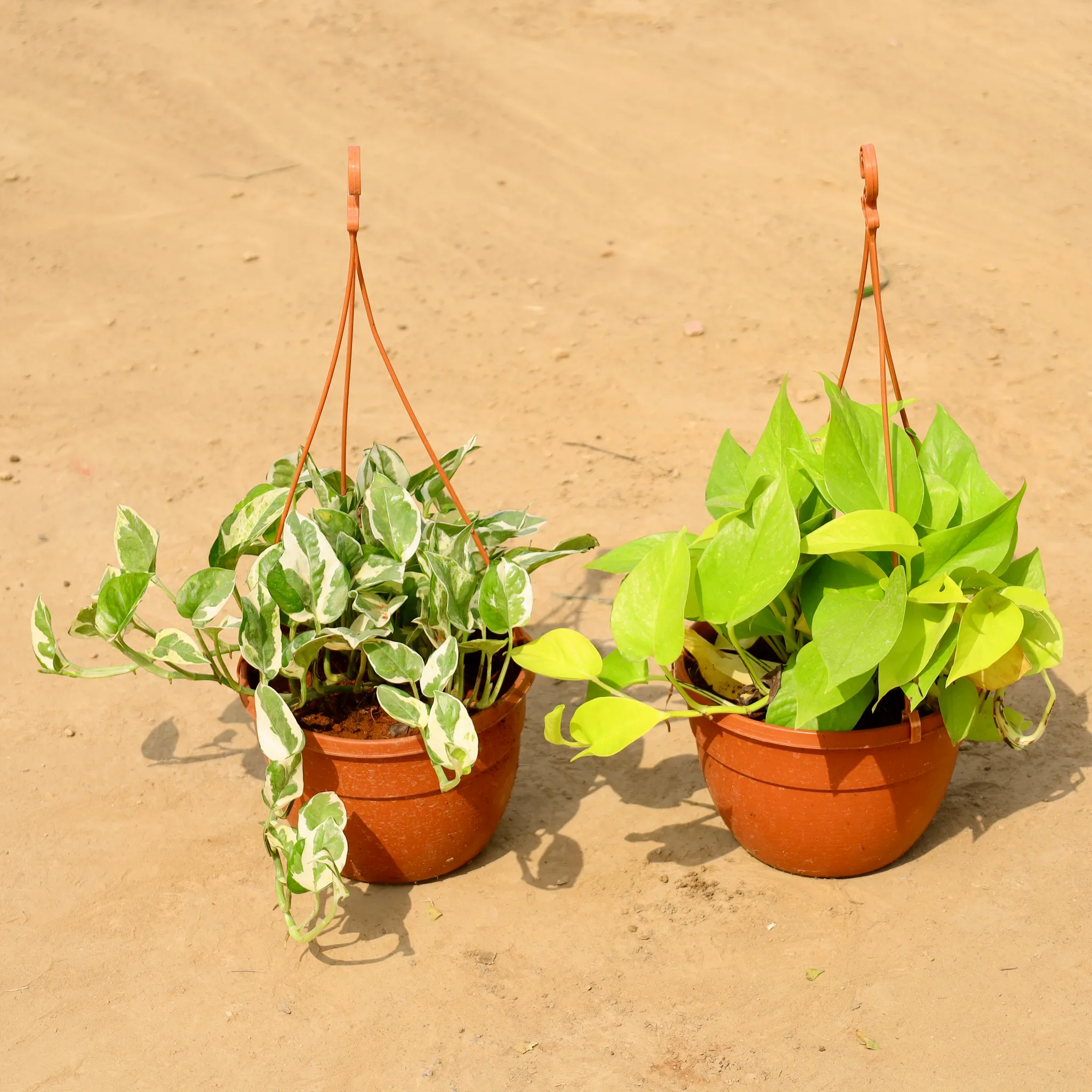 Set of 2 - Money Plant (Golden & Marble) in 8 Inch Hanging Basket (Any Colour)