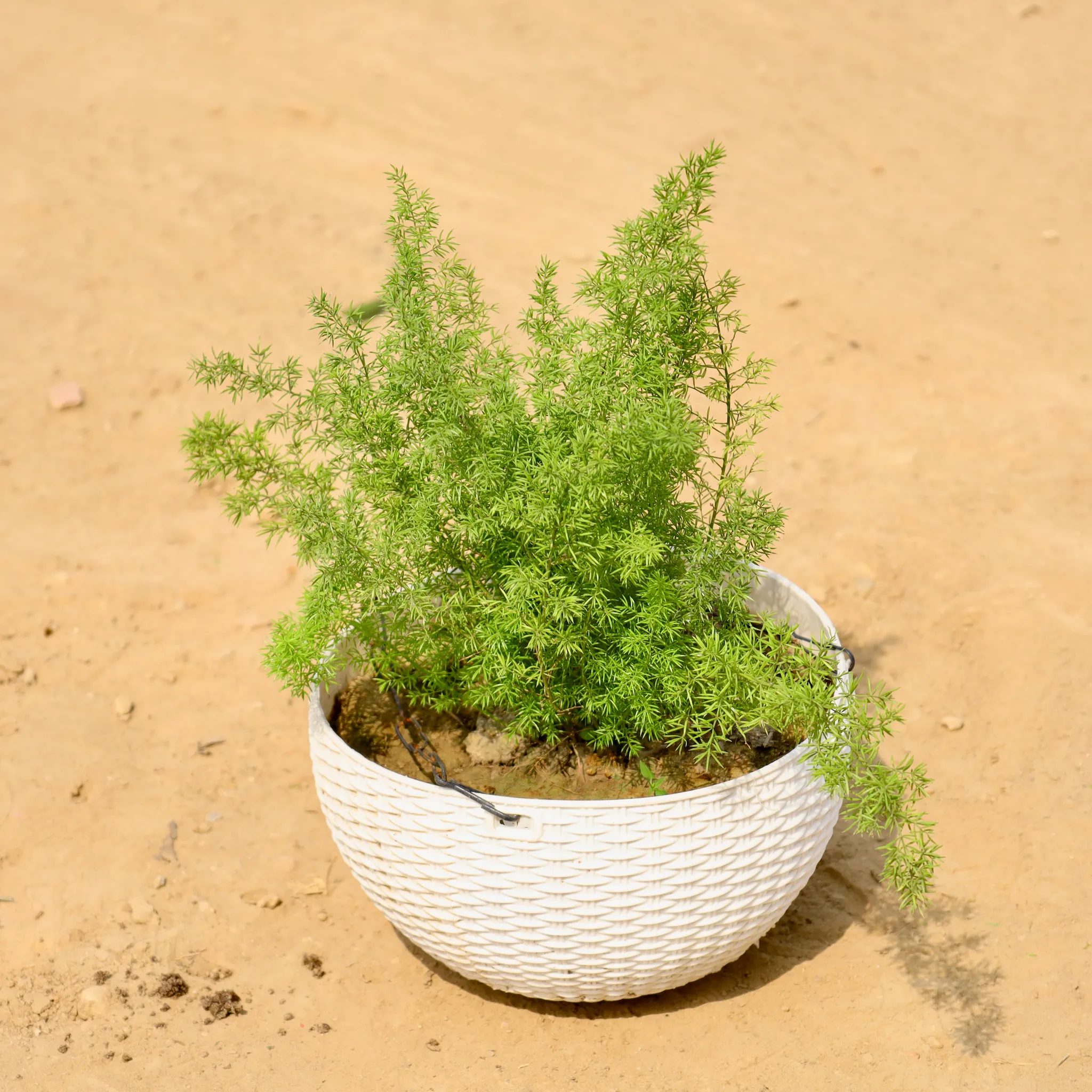 Asparagus in 8 Inch White Premium Euro Plastic Hanging Basket