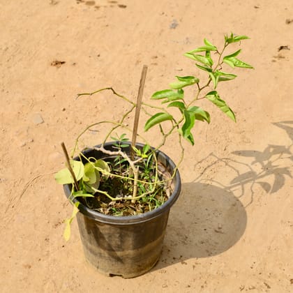 Buy Rakhi Bel / Passiflora / Passion Flower (Any Colour) in 8 Inch Nursery Pot Online | Urvann.com