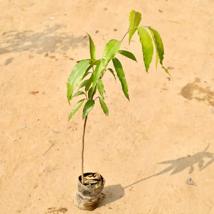Buy Ashoka Plant in 4 Inch Nursery bag Online | Urvann.com