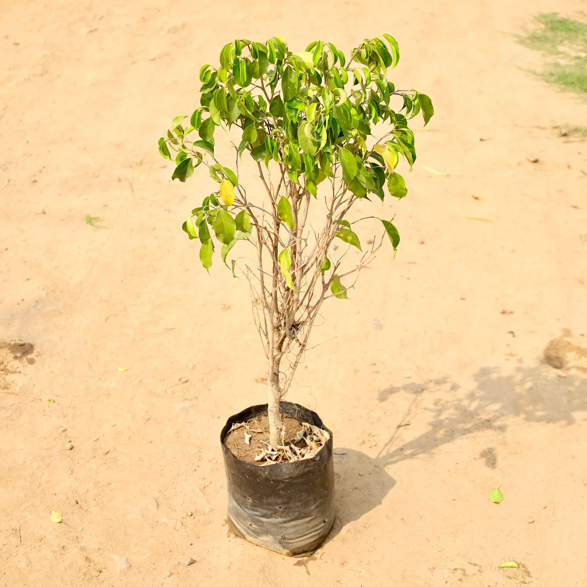 Ficus Benjamina in 10 Inch Nursery bag