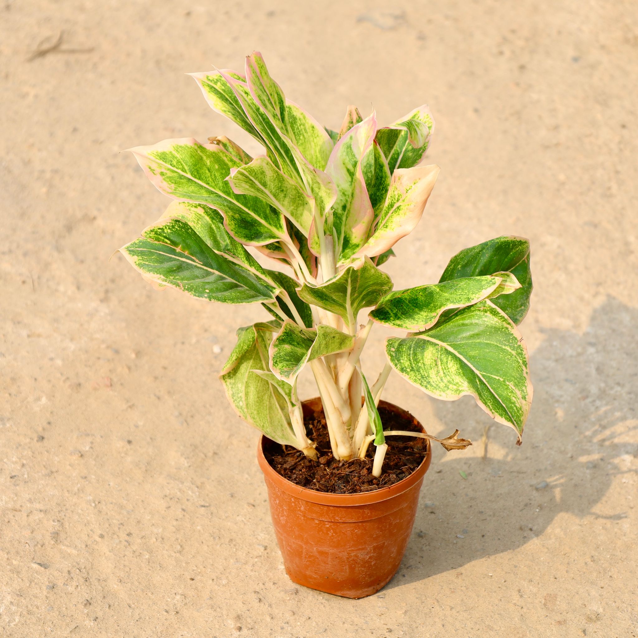 Aglaonema Butterfly in 5 Inch Nursery Pot