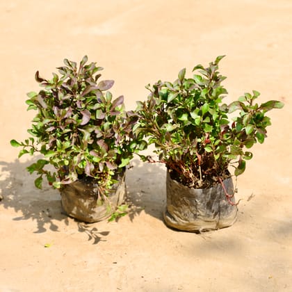 Buy Set of 2 - Alternanthera Red in 4 Inch Nursery Bag Online | Urvann.com
