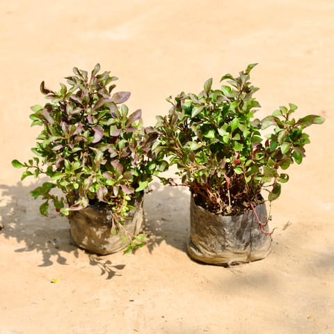 Set of 2 - Alternanthera Red in 4 Inch Nursery Bag