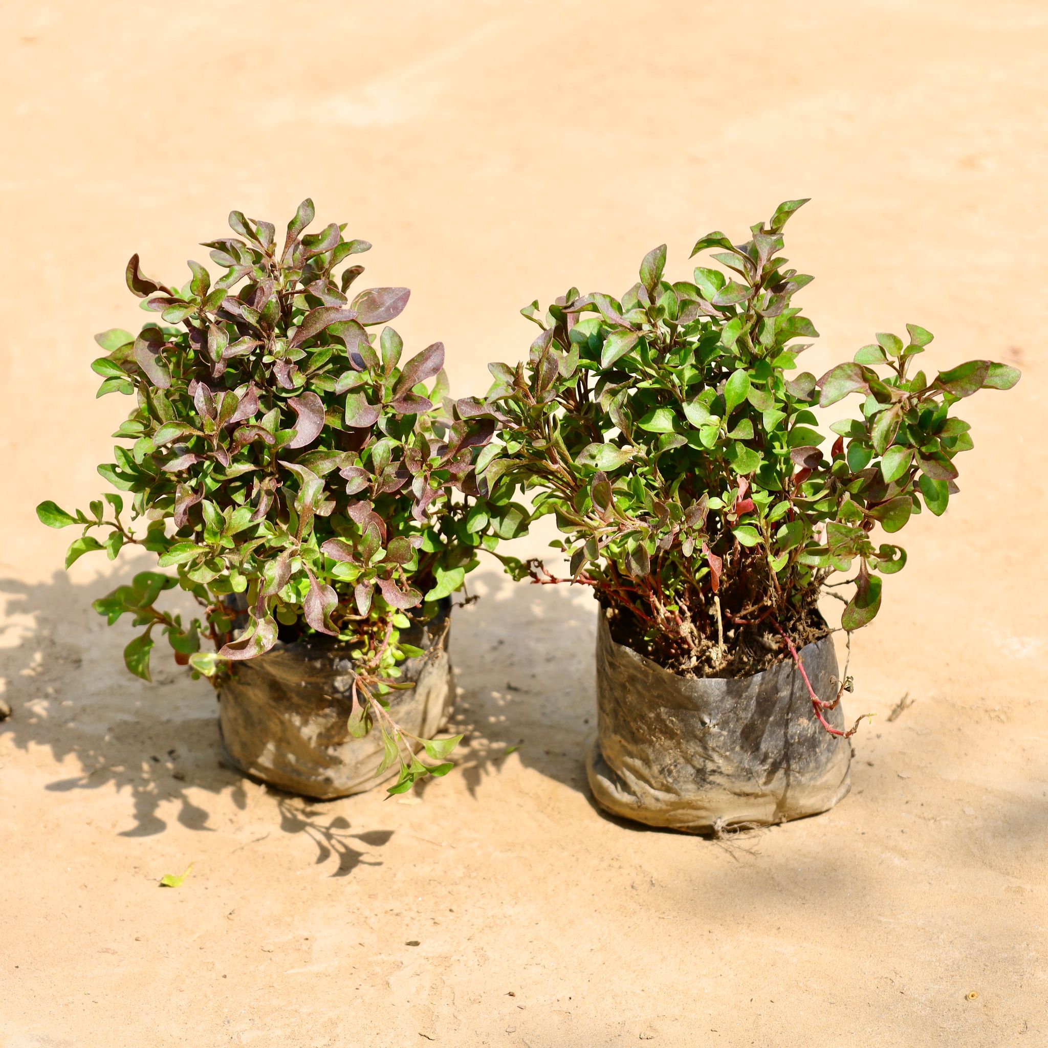 Set of 2 - Alternanthera Red in 4 Inch Nursery Bag