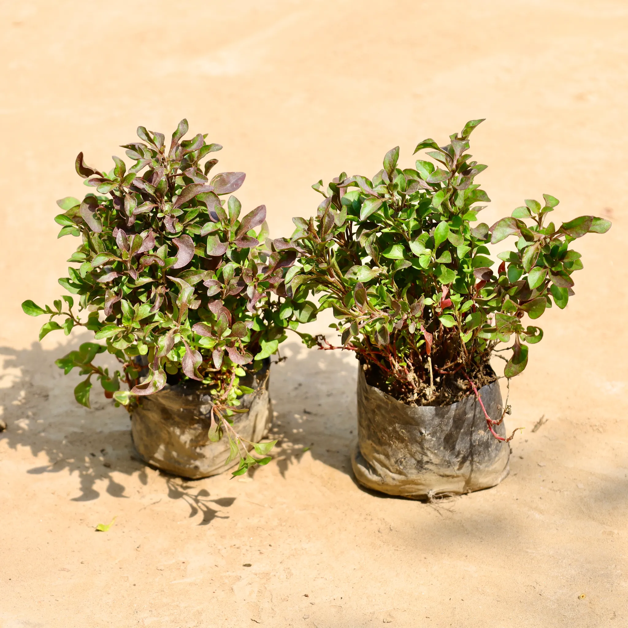 Set of 2 - Alternanthera Red in 4 Inch Nursery Bag