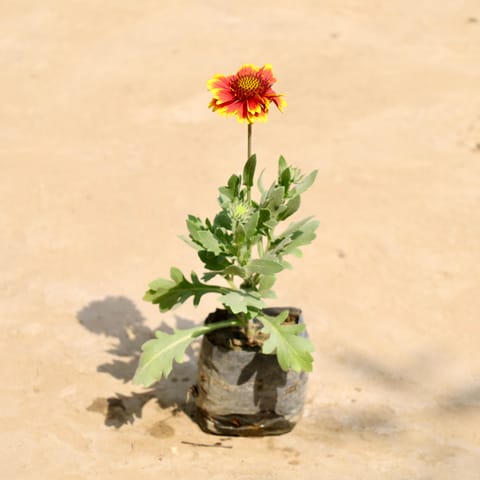 Gaillardia (Any Colour) in 4 Inch Nursery Bag