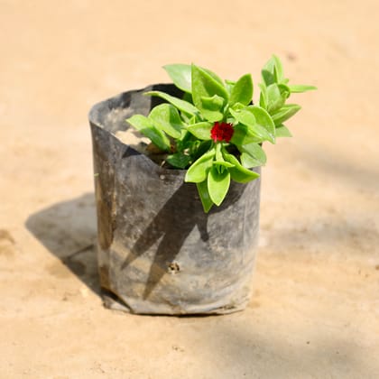 Buy Baby Sun Rose (Any Colour) in 4 Inch Nursery Bag Online | Urvann.com