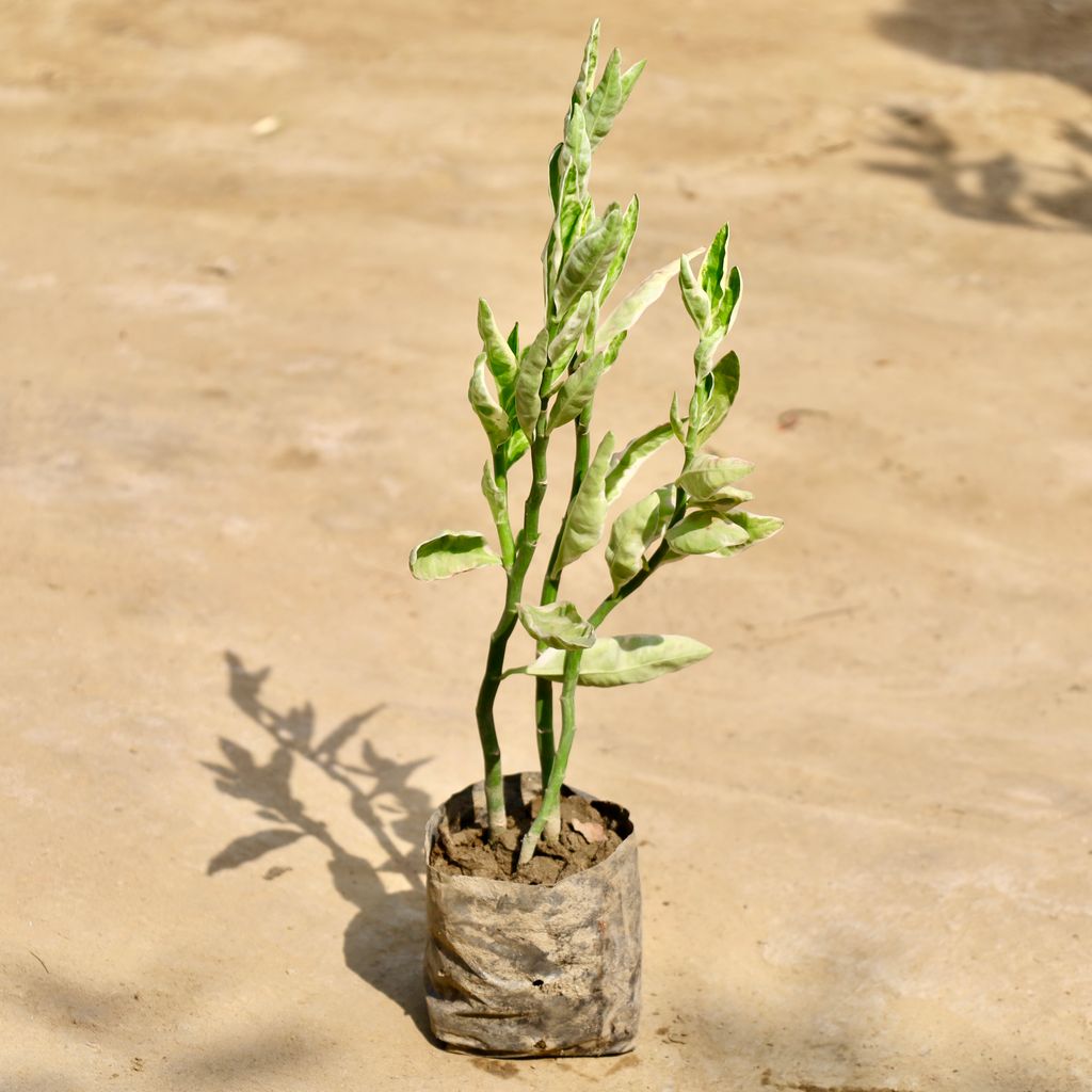 Buy Pedilanthus / Devil's Backbone in 4 Inch Nursery Bag Online | Urvann.com Pedilanthus / Devil's Backbone in 4 Inch Nursery Bag