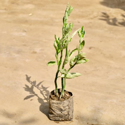 Buy Pedilanthus / Devil's Backbone in 4 Inch Nursery Bag Online | Urvann.com
