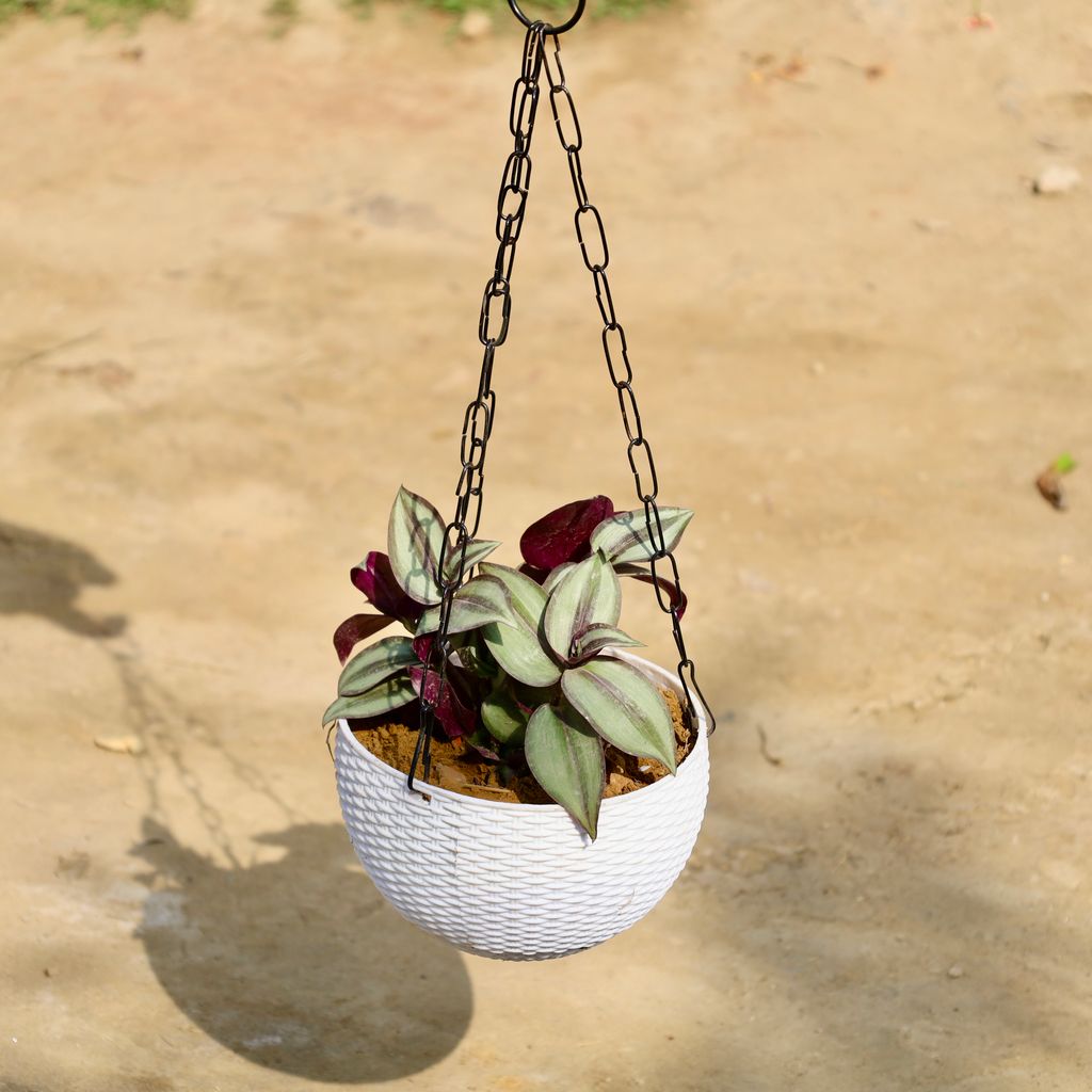 Buy Wandering Jew in 6 Inch White Premium Euro Plastic Hanging Basket Online | Urvann.com Wandering Jew in 6 Inch White Premium Euro Plastic Hanging Basket