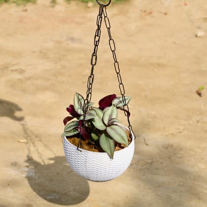 Buy Wandering Jew in 6 Inch White Premium Euro Plastic Hanging Basket Online | Urvann.com