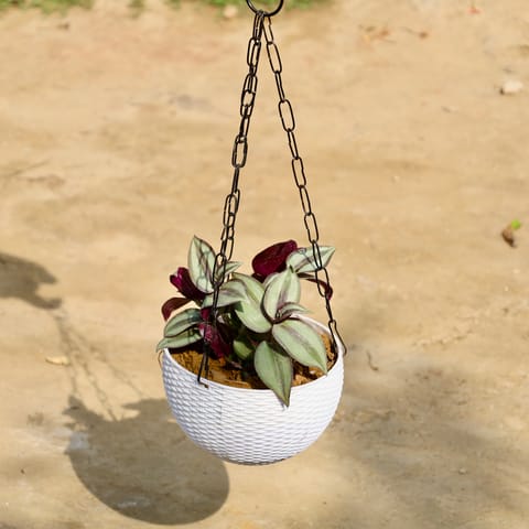 Wandering Jew in 6 Inch White Premium Euro Plastic Hanging Basket