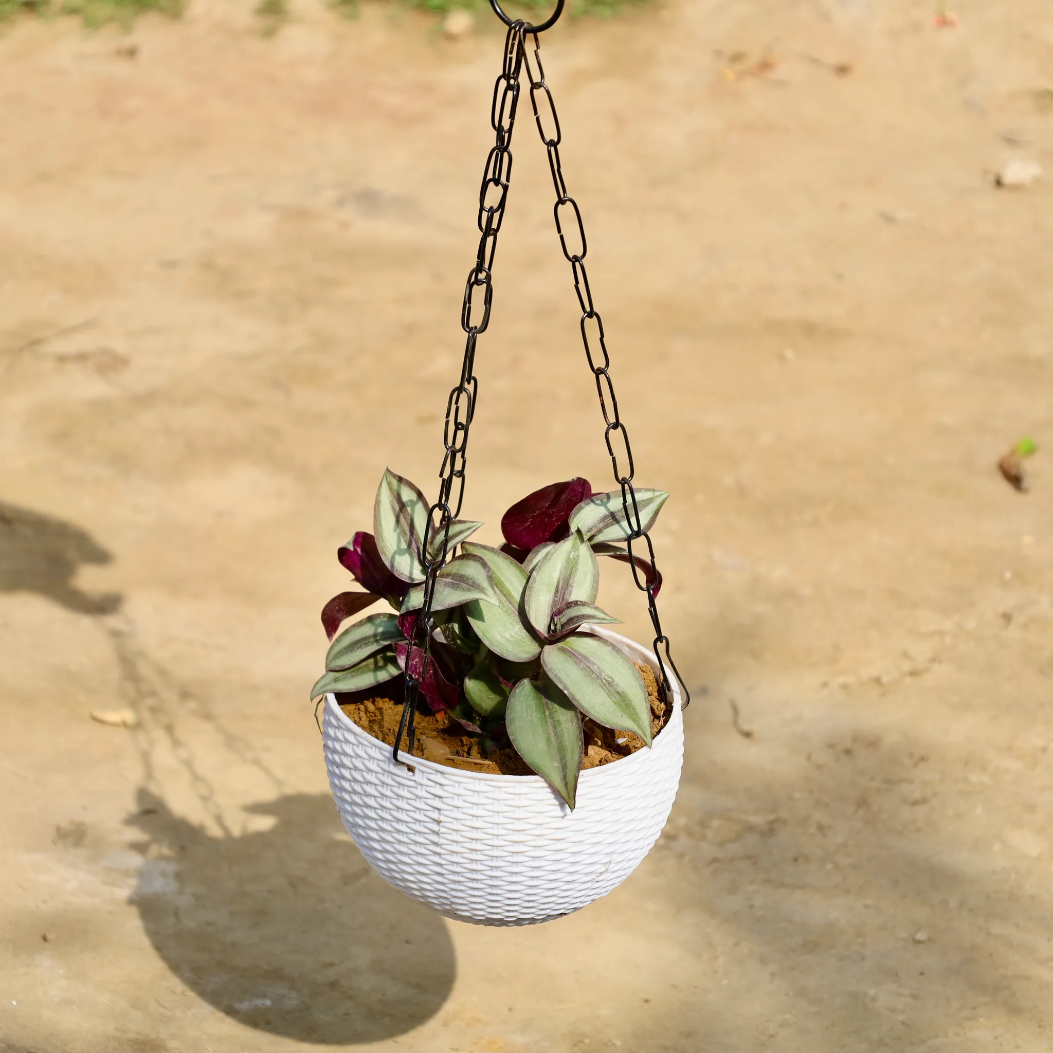 Wandering Jew in 6 Inch White Premium Euro Plastic Hanging Basket