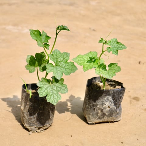 Set of 2 - Sponge Gourd / Tori in 4 Inch Nursery Bag