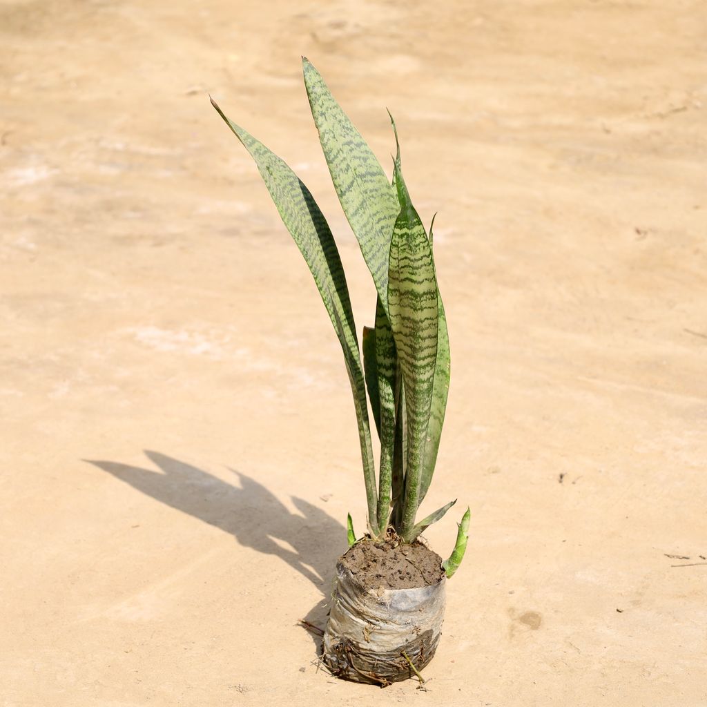 Buy Snake Plant in 4 Inch Nursery Bag Online | Urvann.com Snake Plant in 4 Inch Nursery Bag