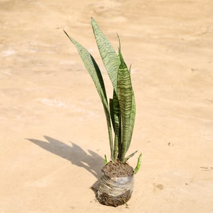 Buy Snake Plant in 4 Inch Nursery Bag Online | Urvann.com