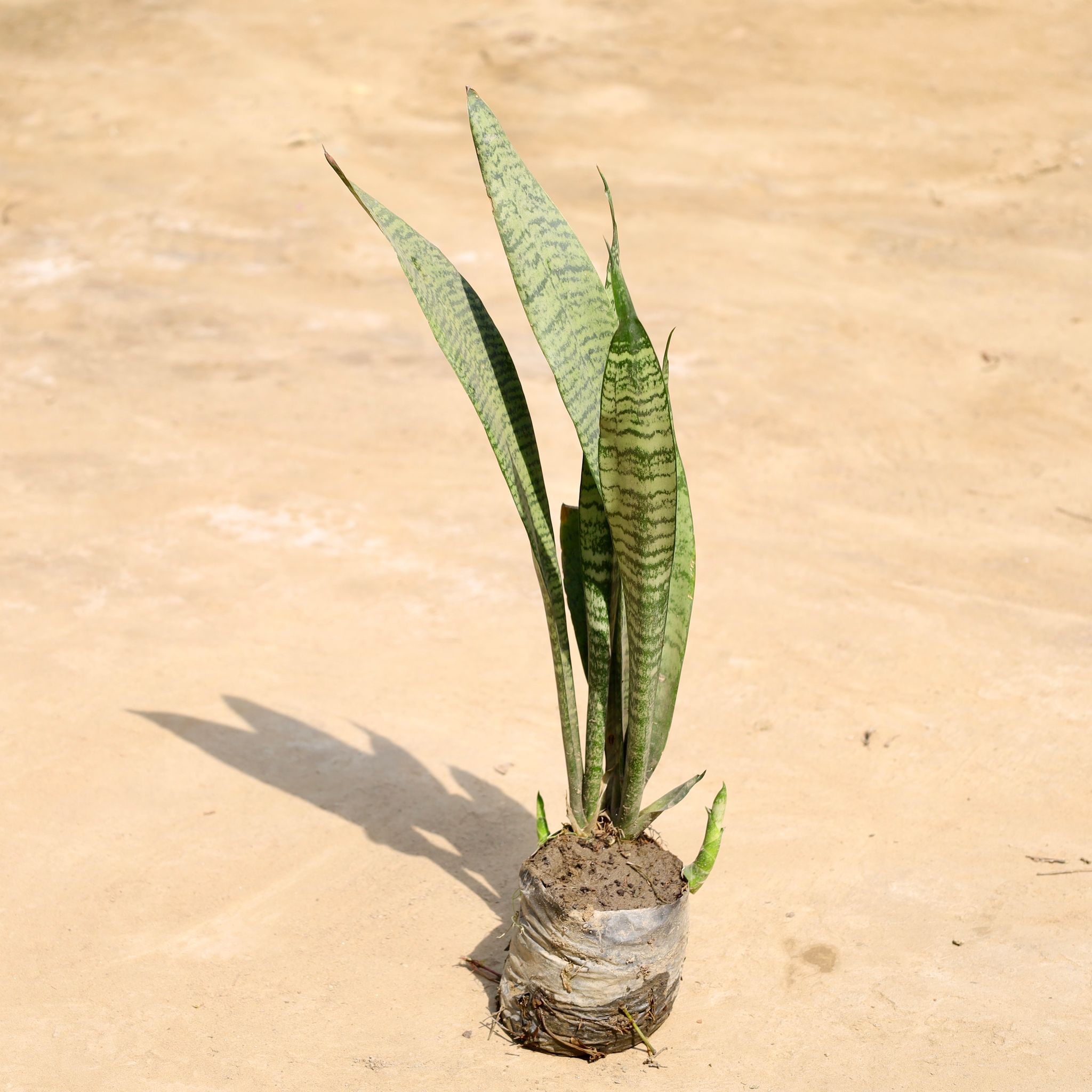 Snake Plant in 4 Inch Nursery Bag