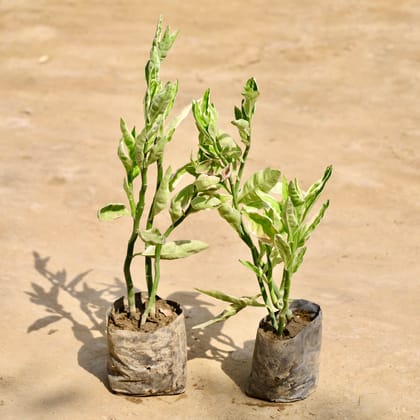 Buy Set of 2 - Pedilanthus / Devil's Backbone in 4 Inch Nursery Bag Online | Urvann.com