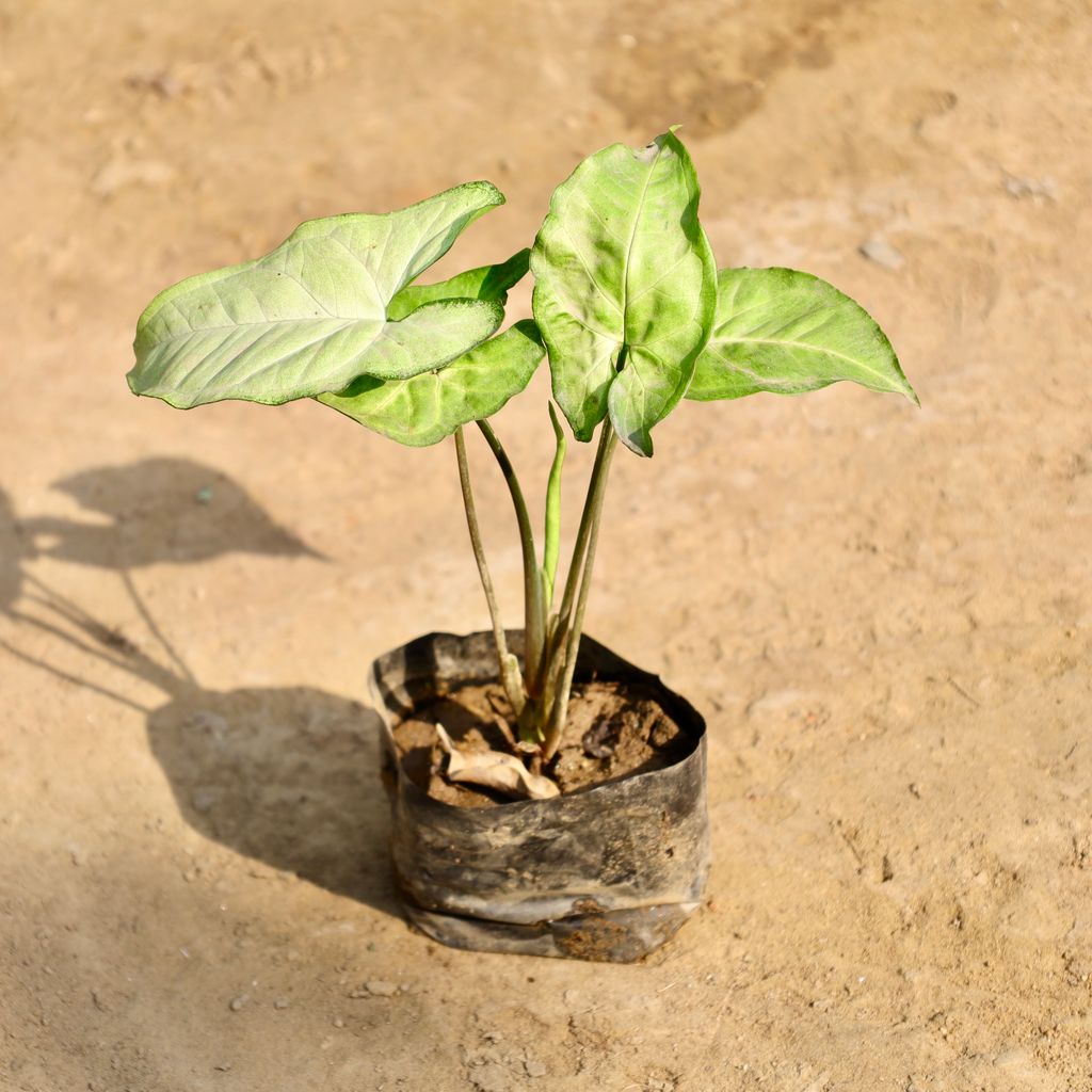 Buy Syngonium Green in 4 Inch Nursery Bag Online | Urvann.com Syngonium Green in 4 Inch Nursery Bag