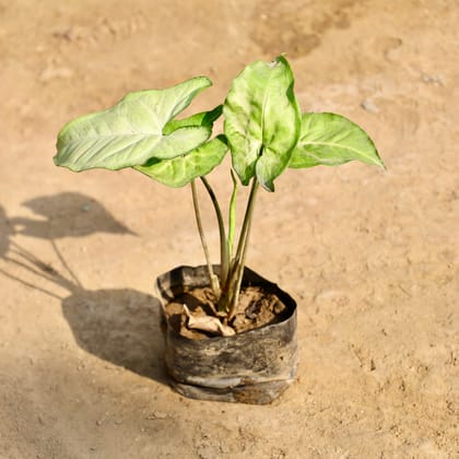 Buy Syngonium Green in 4 Inch Nursery Bag Online | Urvann.com