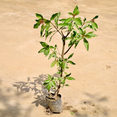 Hameliya in 4 Inch Nursery Bag