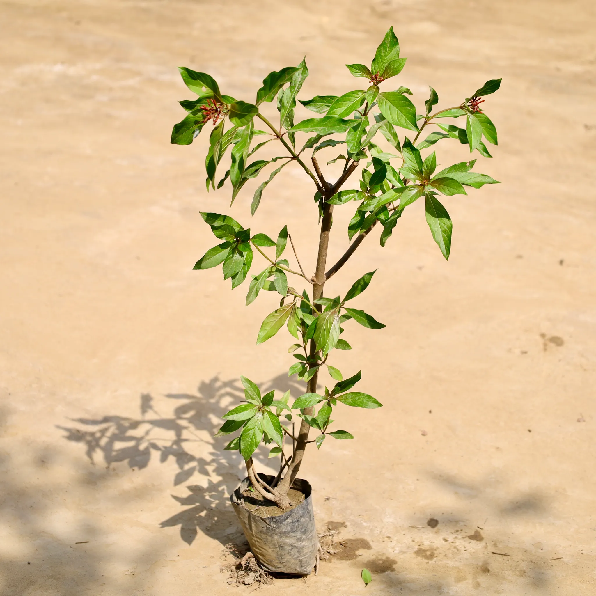Hameliya in 4 Inch Nursery Bag