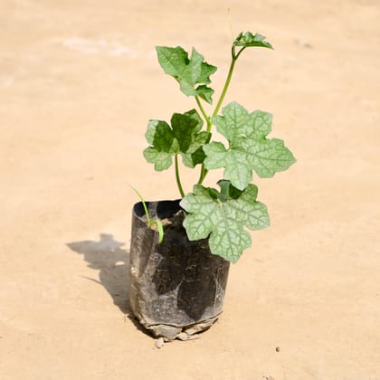 Buy Sponge Gourd / Tori in 4 Inch Nursery Bag Online | Urvann.com