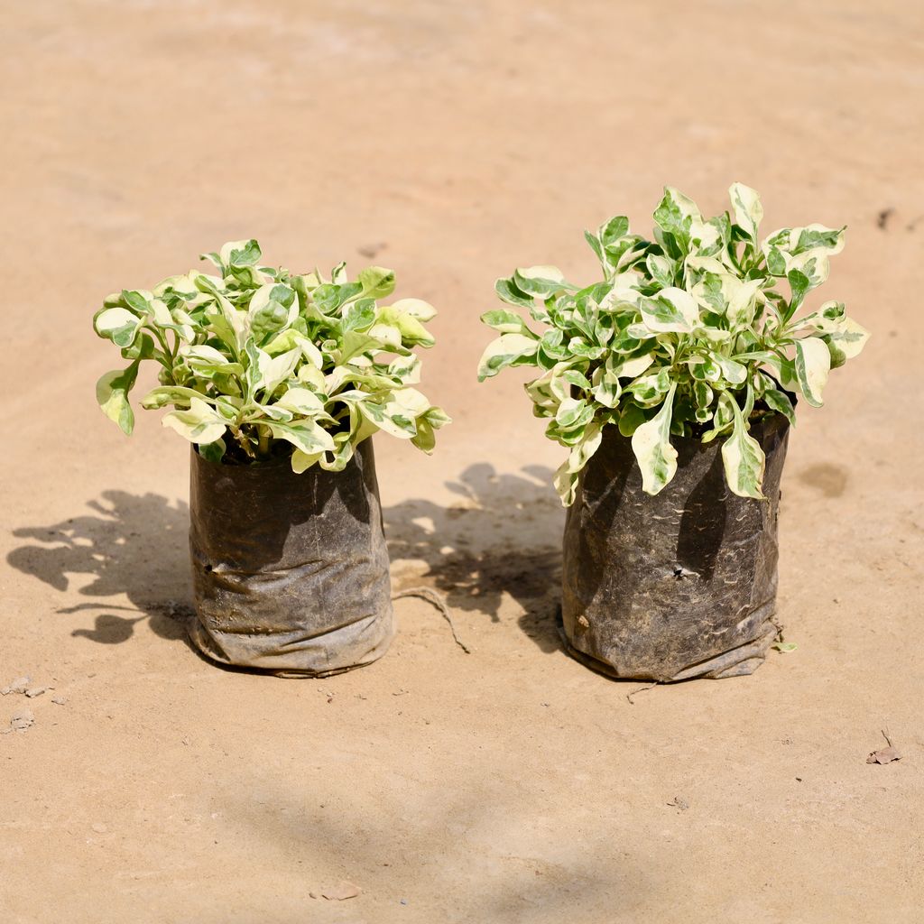 Buy Set of 2 - Alternanthera Vareigated in 4 Inch Nursery Bag Online | Urvann.com Set of 2 - Alternanthera Vareigated in 4 Inch Nursery Bag