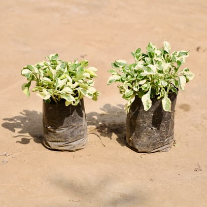 Buy Set of 2 - Alternanthera Vareigated in 4 Inch Nursery Bag Online | Urvann.com
