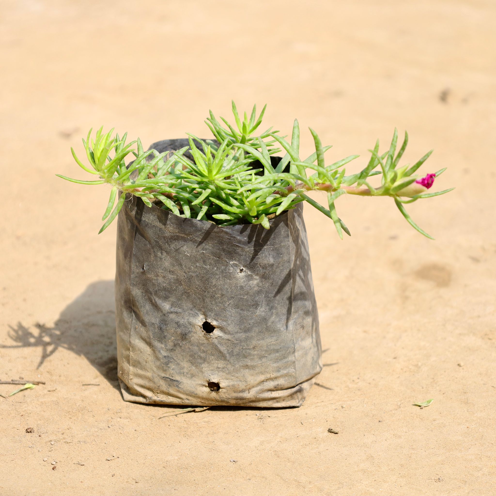 Portulaca Moss Rose (Any Colour) in 4 Inch Nursery Bag