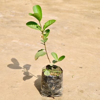 Buy Amrood / Guava in 7 Inch Nursery Bag Online | Urvann.com