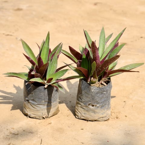 Set of 2 - Rhoeo / Durangi in 4 Inch Nursery Bag