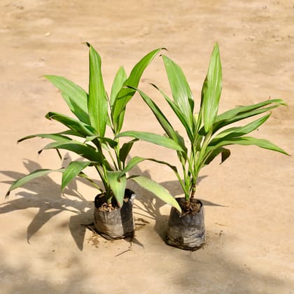 Buy Set of 2 - Dracaena Green in 4 Inch Nursery Bag Online | Urvann.com